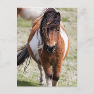Carte Postale Poney Shetland, Îles Shetland