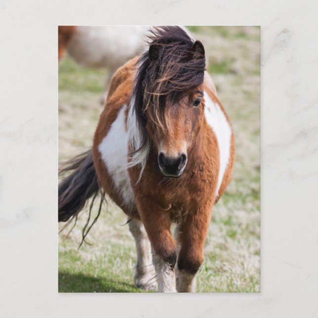 Carte Postale Poney Shetland, Îles Shetland (Devant)
