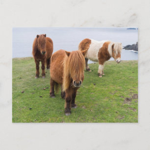 Carte Postale Poney Shetland sur le pâturage près de hautes fala