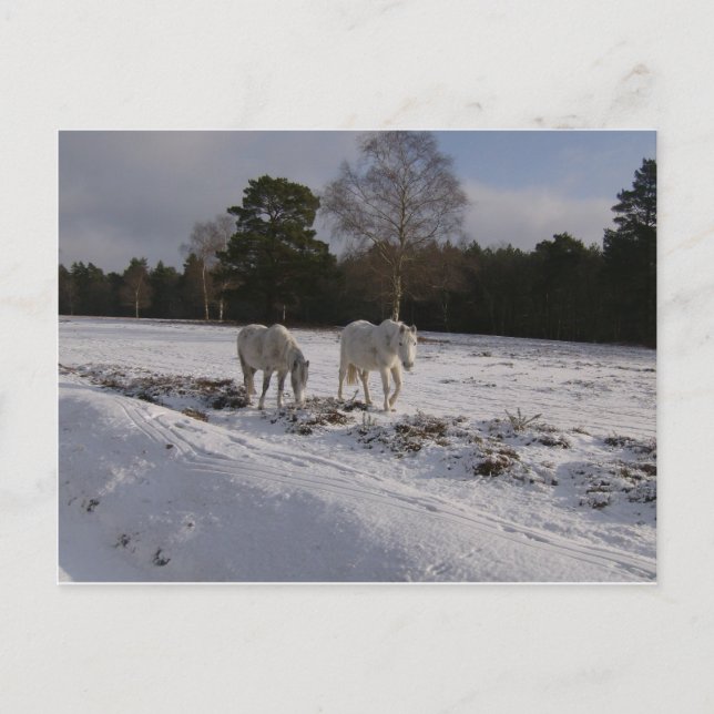 Carte Postale Poneys dans la neige (Devant)