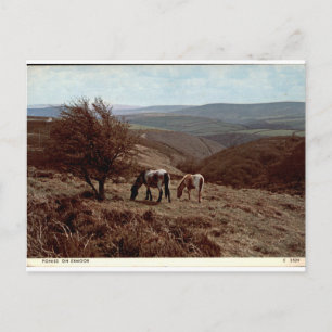 Carte Postale Poneys sur la vue de la campagne vintage d'Exmoor