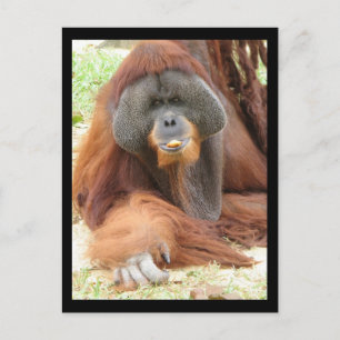 Carte postale Pongo Orangutan Ape