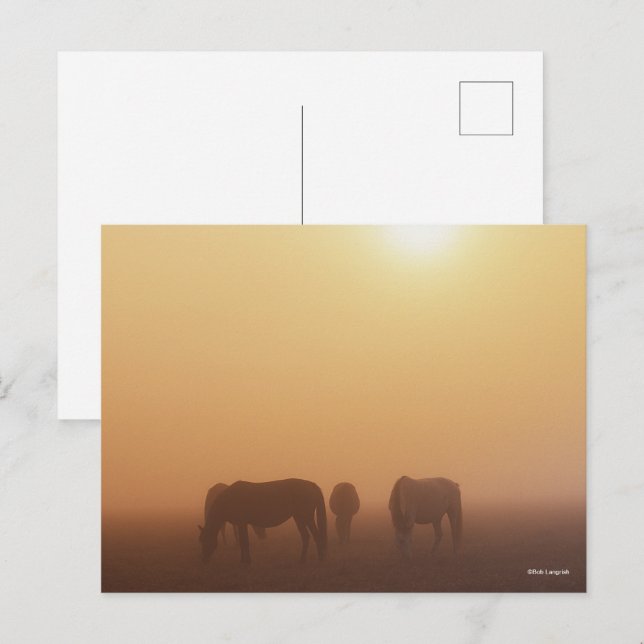 Carte Postale Ponies Caspiennes Pâtées Dans Le Levant De Soleil  (Devant / Derrière)