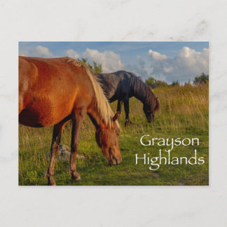 Carte Postale Ponies sauvages au parc national Grayson Highlands