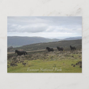 Carte Postale Ponies sur Exmoor National Park, Angleterre