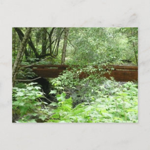 Carte Postale Pont de Muir Woods I