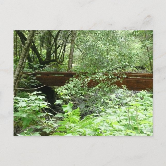Carte Postale Pont de Muir Woods I (Devant)