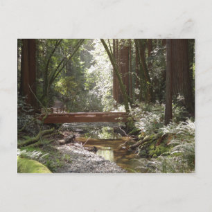 Carte Postale Pont de Muir Woods II