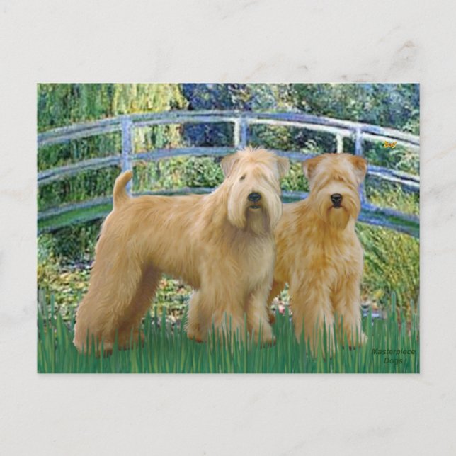 Carte Postale Pont - Deux Terriers Wheaten (Devant)