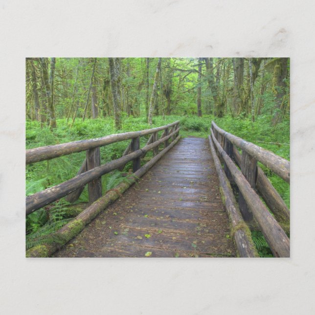 Carte Postale pont en bois du sentier Maple Glade, fougères et (Devant)