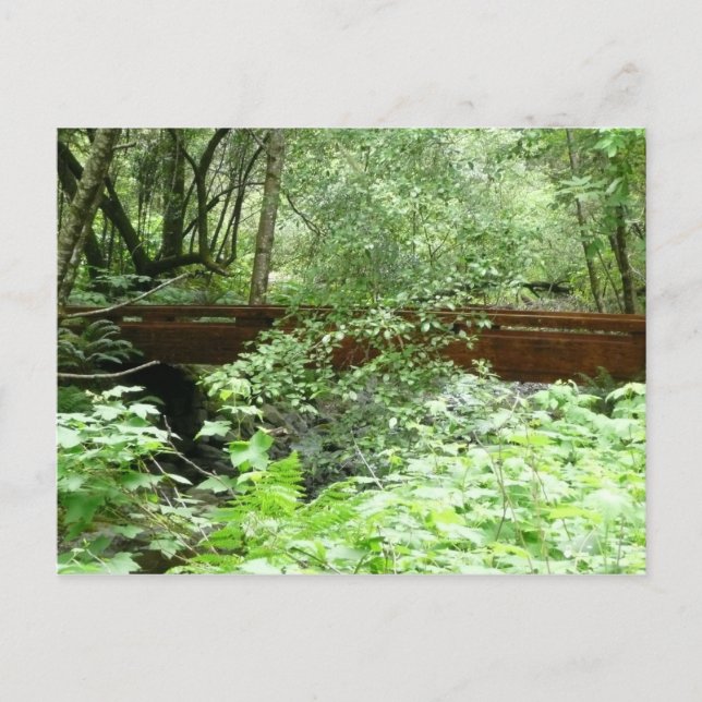 Carte Postale Pont Muir Woods I (Devant)
