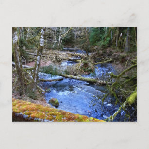 Carte Postale Ponts Mossy Près Du Lake Crescent Lodge