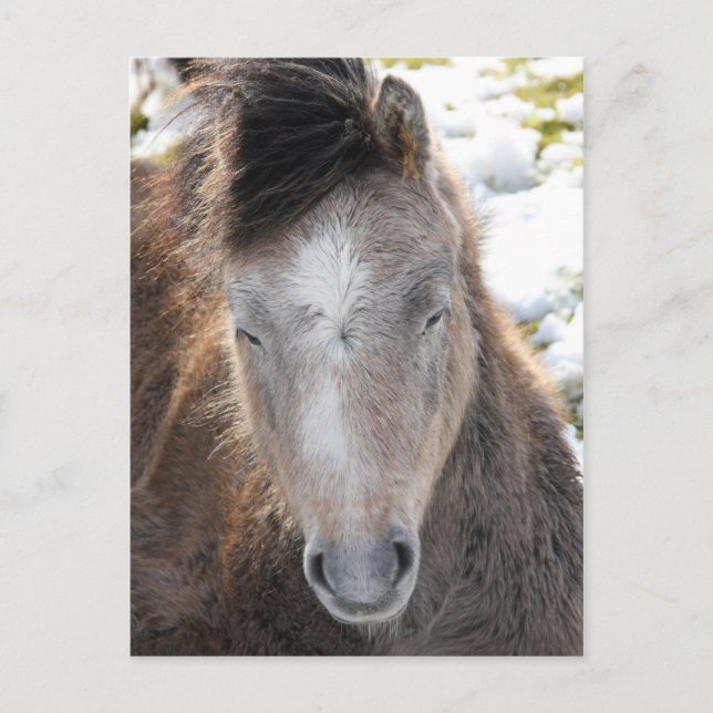 Carte Postale Pony (Devant)