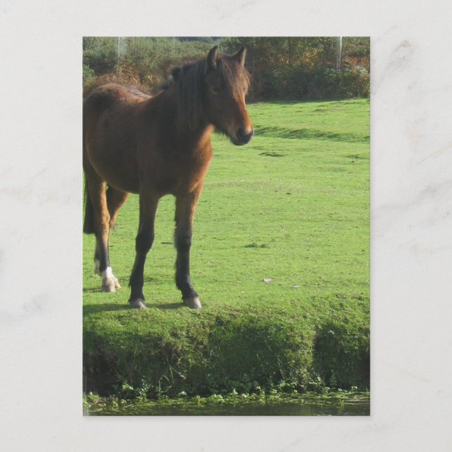 Carte postale Pony (Devant)