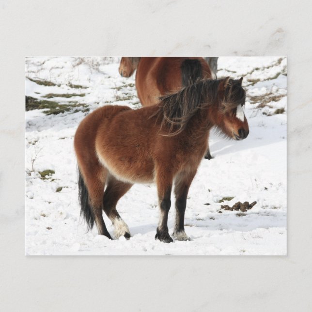 Carte Postale Pony (Devant)