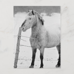 Carte Postale Pony dans la tempête de neige