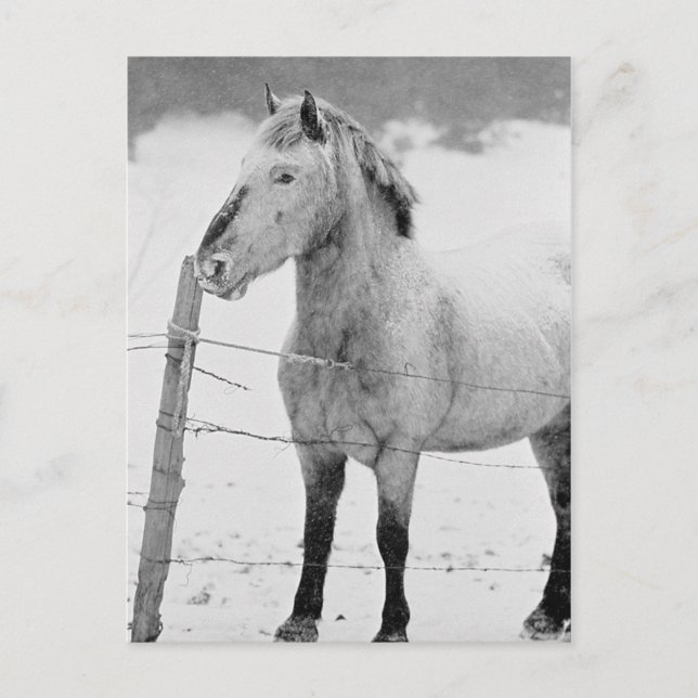 Carte Postale Pony dans la tempête de neige (Devant)
