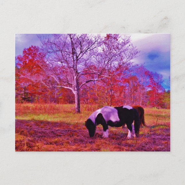 Carte Postale PONY dans un champ de couleur PLANCHE (Devant)