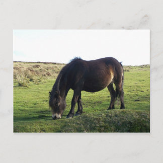 Carte Postale Pony Exmoor