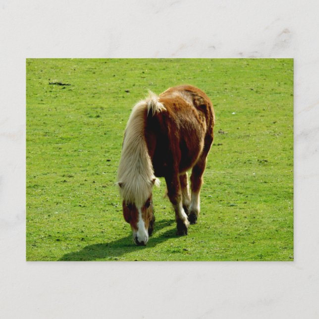 Carte Postale Pony Grading in Field (Devant)
