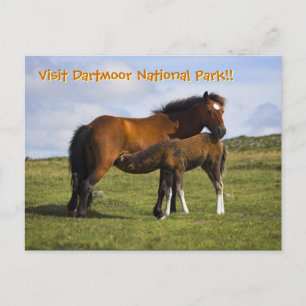 Carte postale Pony Mare Feeding Foie