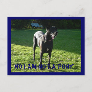 Carte Postale Pony Pas