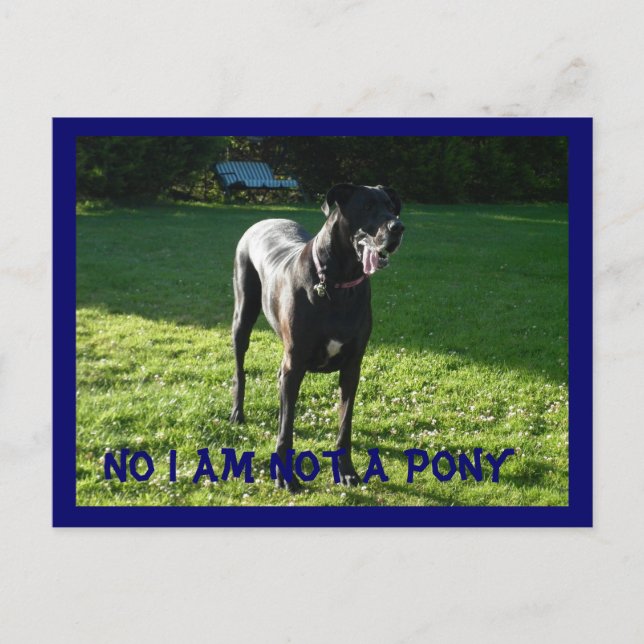 Carte Postale Pony Pas (Devant)