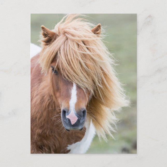Carte Postale Pony Shetland sur l'île d'Unst (Devant)
