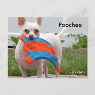 Carte Postale Poochee, -slyken-