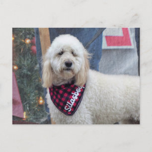 Carte Postale Poodle