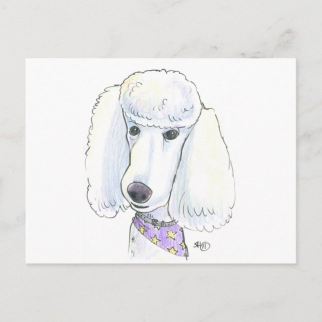 Carte Postale Poodle (Devant)