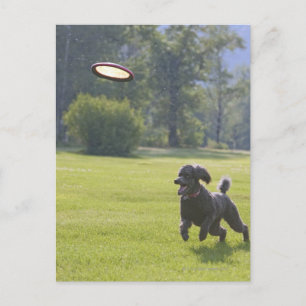 Carte Postale Poodle à la frisbee
