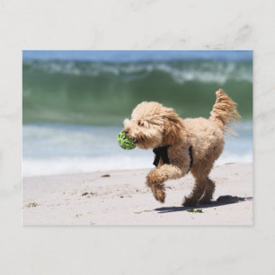 Carte Postale Poodle - Apricot - Poodle Play