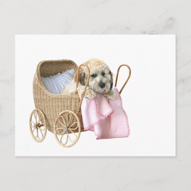 Carte Postale Poodle bébé buggy (Devant)