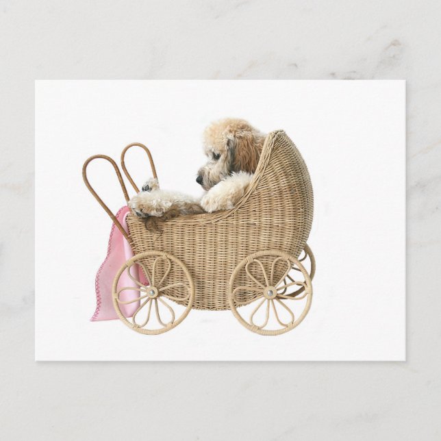 Carte Postale Poodle bébé buggy (Devant)