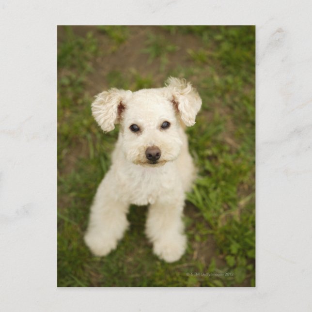 Carte Postale Poodle (blanc) (Devant)