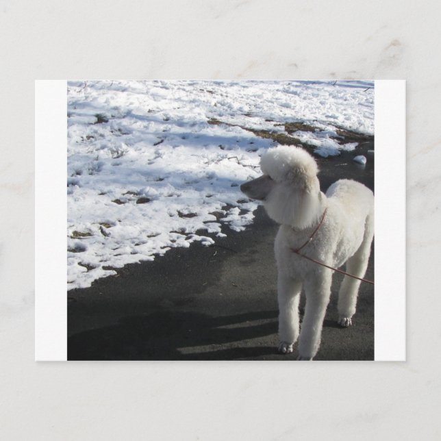 Carte Postale Poodle blanc au bord de la neige (Devant)