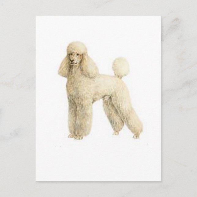 Carte Postale Poodle — Clip de chiot (Devant)