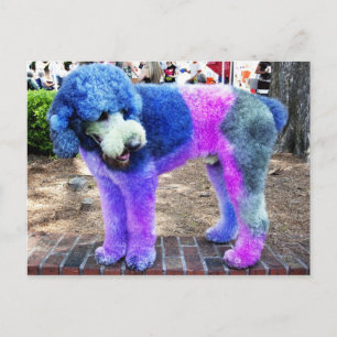 Carte Postale Poodle coloré