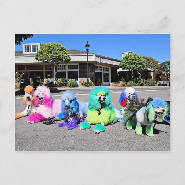 Carte Postale Poodle Day 2016 - Rainbow Poodles (Devant)
