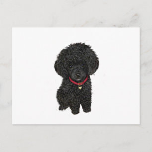 Carte Postale Poodle miniature ou jouet - Noir 1