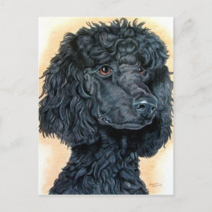 Carte Postale Poodle noir