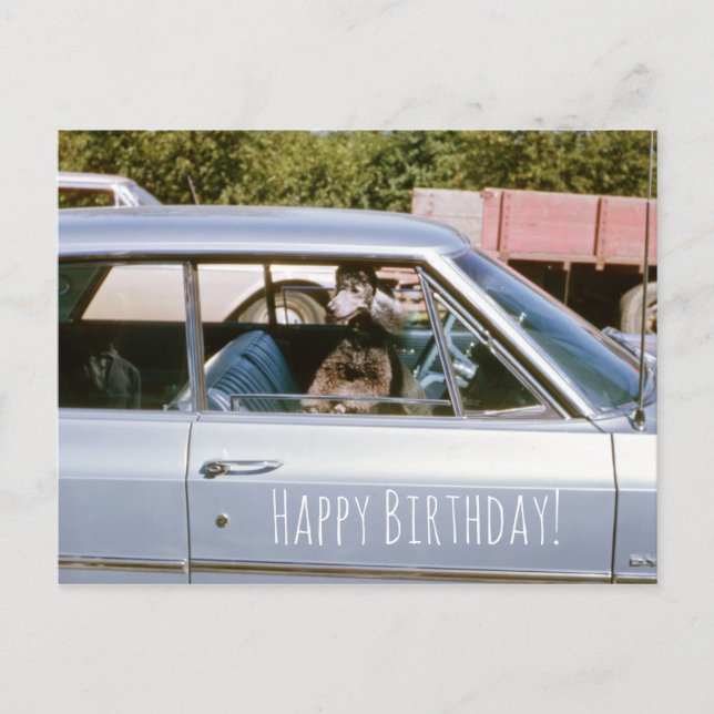 Carte Postale Poodle Noir mignon Chien Chien Chien Tête Sortie F (Devant)