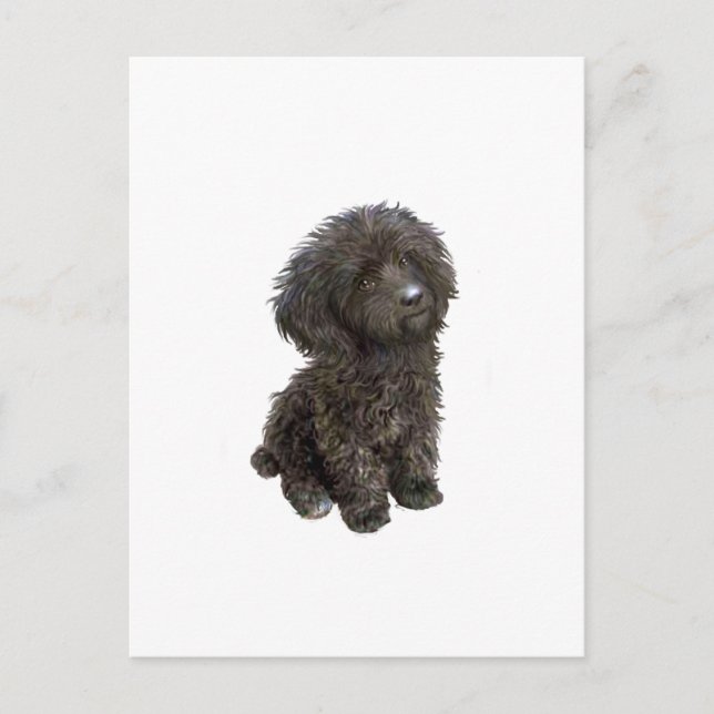 Carte Postale Poodle - petit jouet noir (Devant)