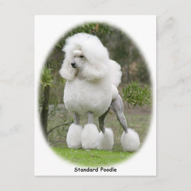 Carte Postale Poodle Standard 9Y199D-029 (Devant)