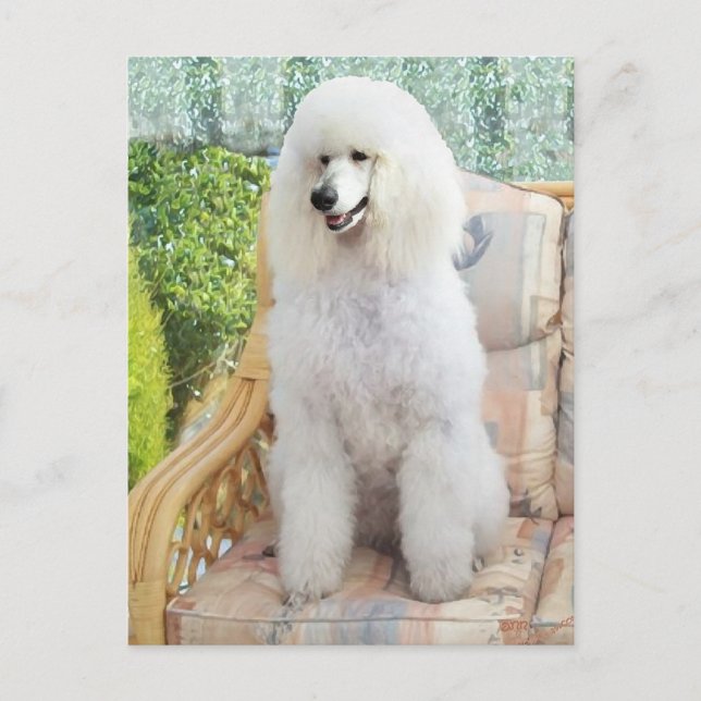 Carte Postale Poodle Standard Blanc (Devant)