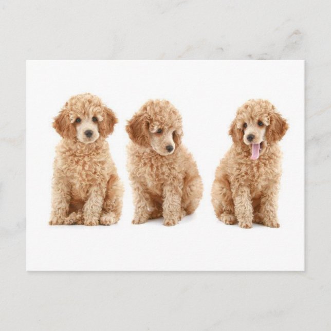 Carte Postale Poodles (Devant)
