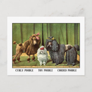 Carte Postale Poodles vintages