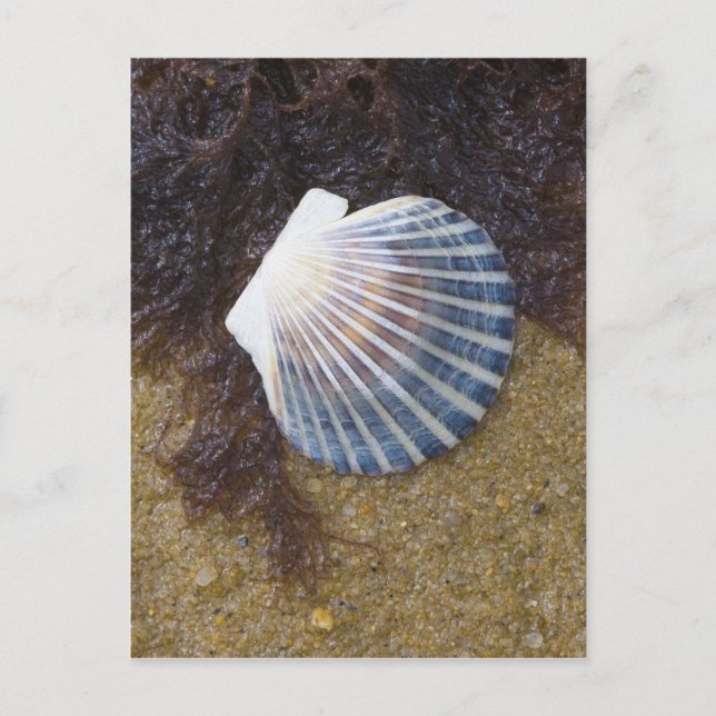 Carte Postale Pool de marées (Devant)