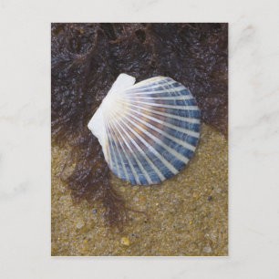 Carte Postale Pool de marées